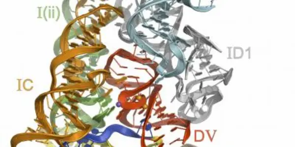 Group II Intron Images Visualize The Machinery Of mRNA Splicing