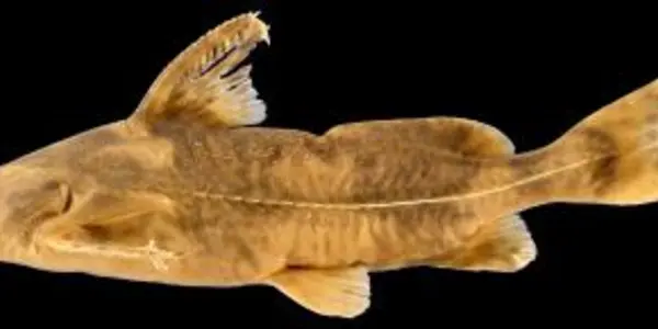Museum Mailroom Supervisor Gets Catfish Species Named After Him
