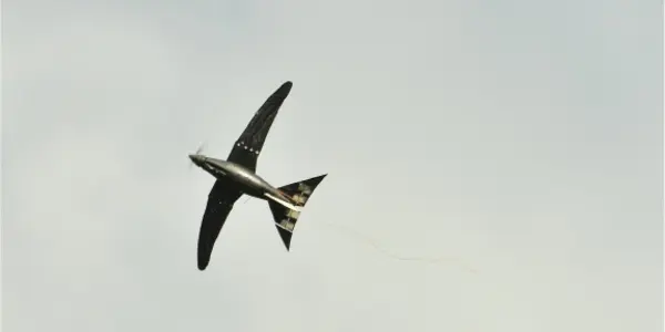 'Bio-Inspired' Morphing-Wing RoboSwift Makes Its First Flight