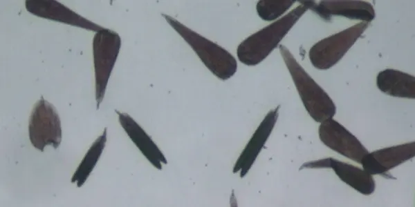 Massive Moths!  (Genomes, Not So Big)