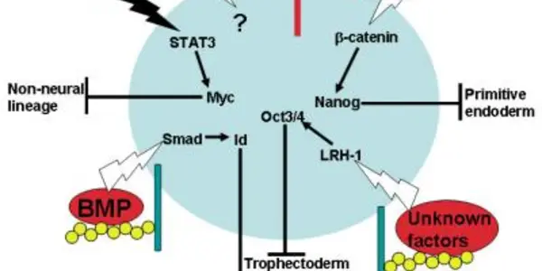 Carbohydrate Molecule Linked To Proper Embryonic Stem Cell Self-Renewal
