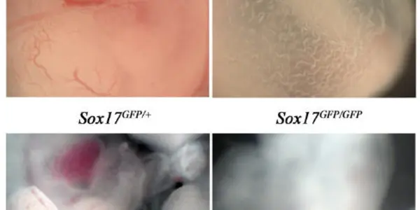 A Third Type Of Stem Cell?