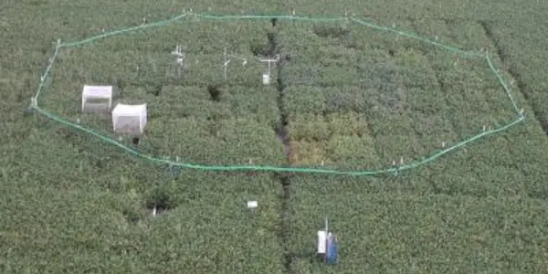 Another Consequence Of Higher CO2 - More Plants Get Eaten, Says Study