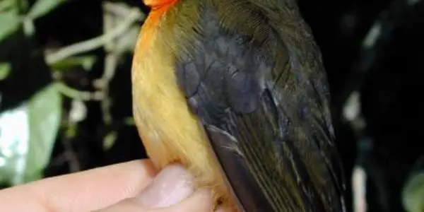 Stiphrornis Pyrrholaemus - New Bird Species Discovered In Africa
