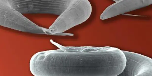 Nematodes And The Evolution Of Parasitism