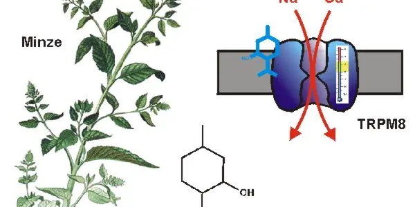 Why does Menthol feel 'fresh'?