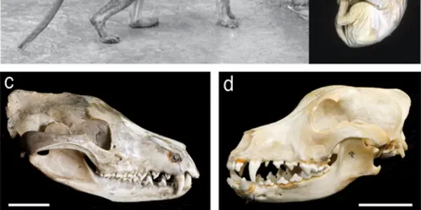 Extinct Tasmanian Tiger Gene Gets New Life - Inside A Mouse