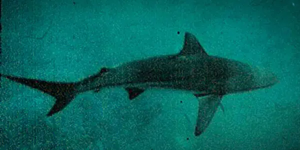 'Tidbit' The Shark Was Not Just Pregnant - It Was A Virgin Birth