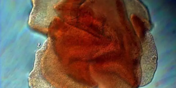 Is The Trichoplax Genome A 'Rosetta Stone' For Understanding Evolution?