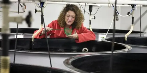 Fish Is Good For You, But The World Can't Harvest Enough Sustainably - Yet