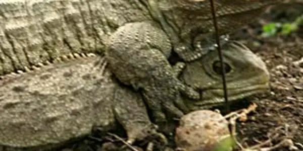 Meet Tuatara, The World's Fastest Evolving Animal