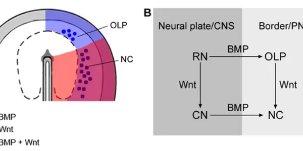 Researchers Reveal How Development Of Nervous System Is Coordinated