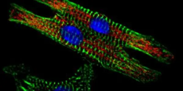 Epicardium Yields New Heart Stem Cells