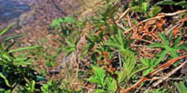 An Upside To Global Warming?  Greener Mountains
