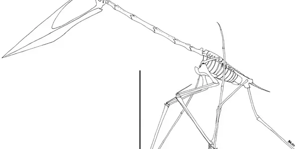 Even For Pterosaurs, Flying Was Hard Work