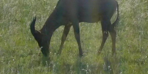 In The Topi Antelope 'Battle Of The Sexes', Females Are The Pursuers