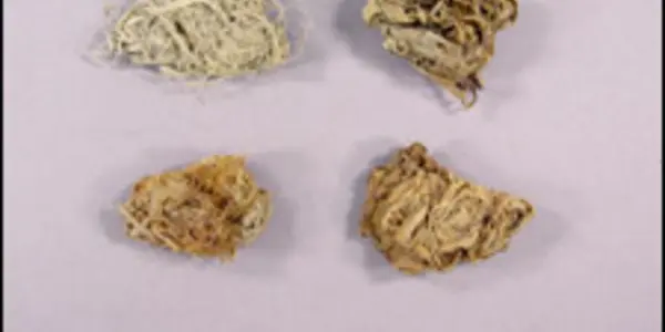 DNA Extracted From Ancient Chewing Tobacco