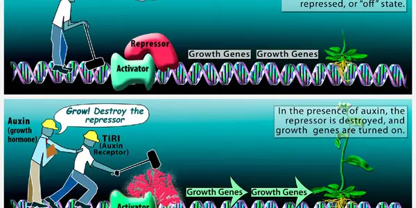 Circadian Clock Controls Plant Growth Hormone Auxin