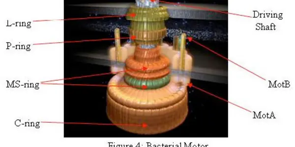 Using Bacteria As An Energy Source