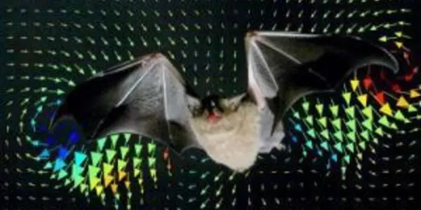 The Complex Aerodynamic Tracks Of Flying Bats