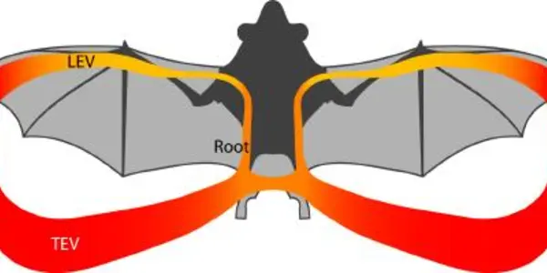 Wind Tunnel Tests Confirm It: Bats Can Fly