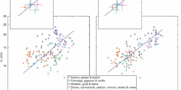 What Determines The Speed At Which Birds Fly?  It's Not What You Think