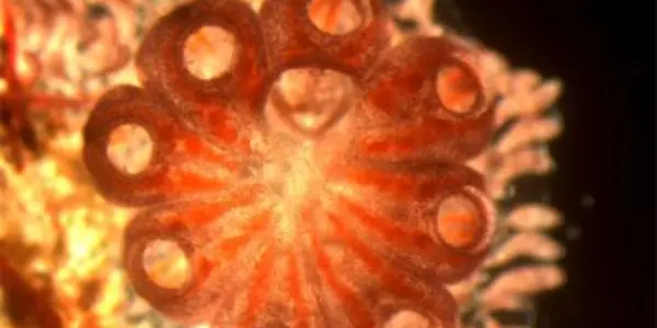 Whole Body Regeneration From A Blood Vessel