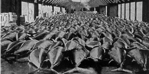 Census Details Near Extinction Of Bluefin Tuna In Northern Europe