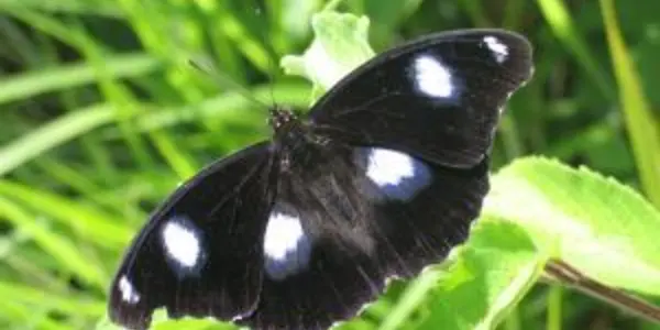 Bacteria That Kills Males And Makes Females Horny ( Butterflies, Anyway )