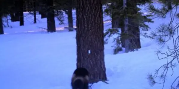 Are Wolverines Back In California?