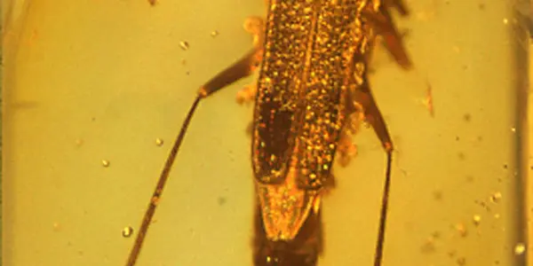 100 Million Year Old Soldier Beetle First Evidence Of Chemical Warfare