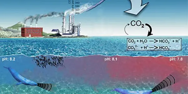 An Unexpected Side Effect To Ocean Acidity - Whales Will Call 70 Percent Farther