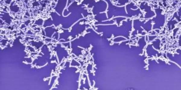 Rapid Method For Judging Nanotube Purity Developed