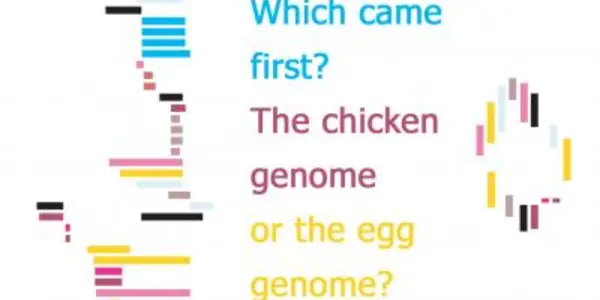 Which came first, the chicken genome or the egg genome?
