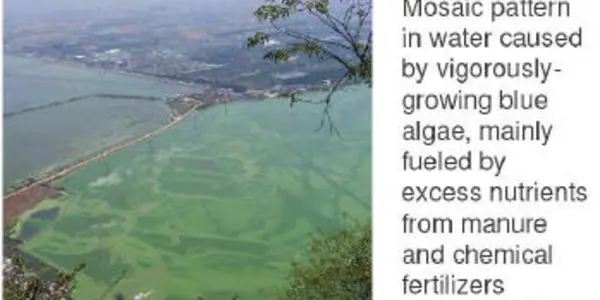 China Pollution: It's Pigs More Than People