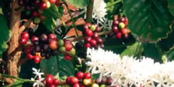 Genes Involved In Coffee Quality Identified