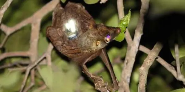 Flying Lemurs Get Wii Remote Technology Strapped On Their Backs
