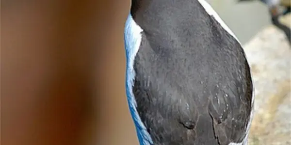 Food Shortages Lead To Rampant Infanticide In Guillemots