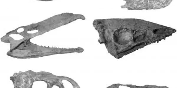 Dinosaurs Are Overrated - Crocs Could Just As Easily Have Been Kings