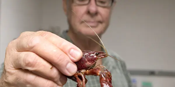 Inside The Crayfish Brain