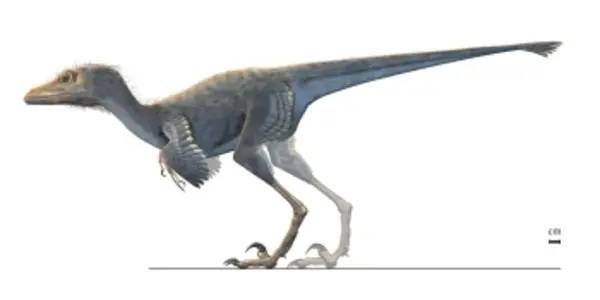 80 Million Year Old Fossils Show Some Dinosaurs Got Smaller Over Time So They Could Fly