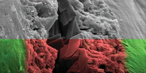 Soft Dinosaur Tissue Dispute - Probably Just Biofilm, Says Study