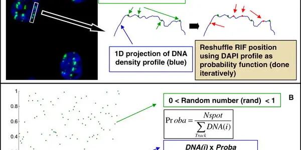 How Can Broken DNA Be Repaired In Space?