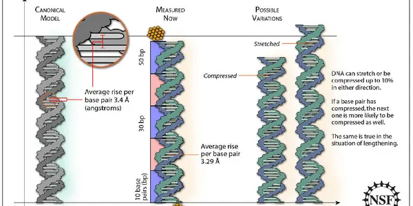 DNA's Double Helix Gets Some New Spring In Its Step