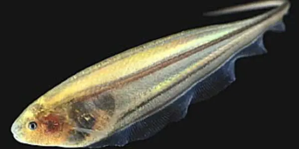 'Electric' Fish Shed Light on Ways the Brain  Directs Movement