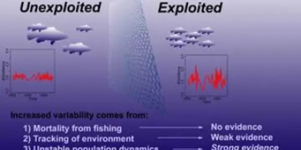 The Evolution Impact Of Fishing Regulations