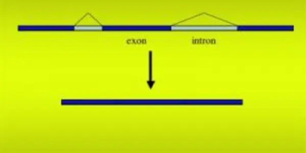 Human Proteins Evolving Slowly Thanks To Multitasking Genes