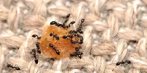 First Study Of Arthropods In US Homes Finds Huge Biodiversity