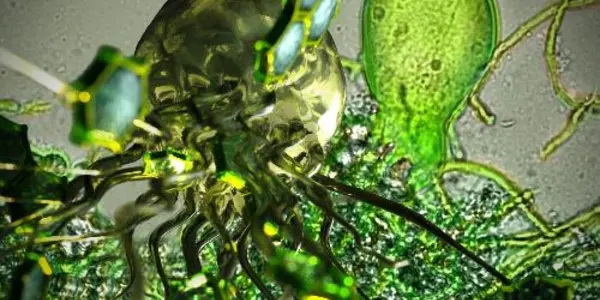 Biofuel Tech Straight From The Farm