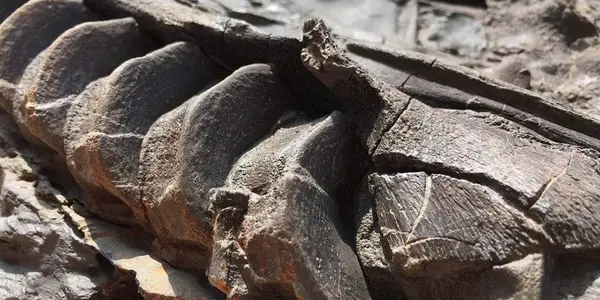Ichthyosaurs Of The Blue Lias